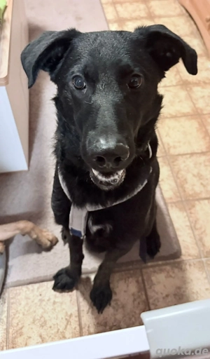 *BAGHEERA* - Der Junghund ist lieb, offen, leinenführig, verkuschelt und ist bereits in Deutschland