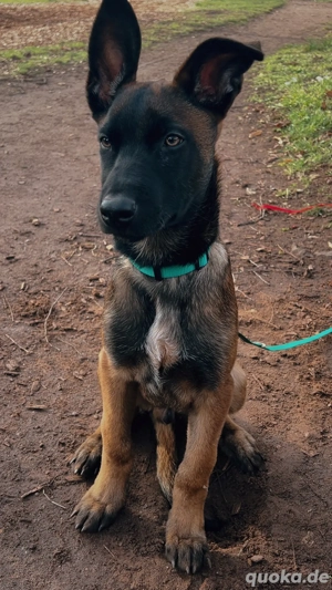 malinois welpe 