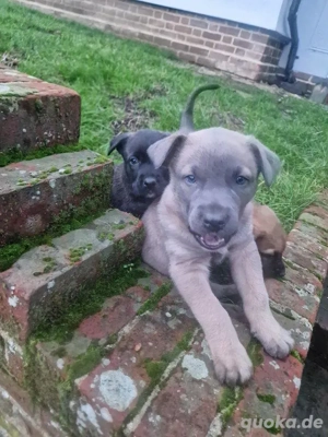 Dobermann-Schäferhund-Welpen suchen ein liebevolles Zuhause