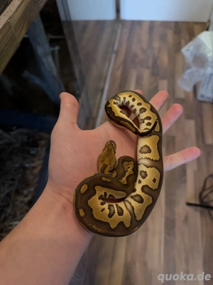 1.0 Leopard Mojave Clown Königspython