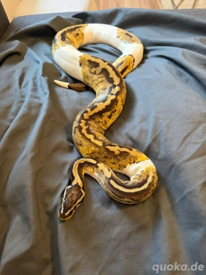 Königspython Python regius   Pastel Pied     NZ 10 2021   mit Papieren