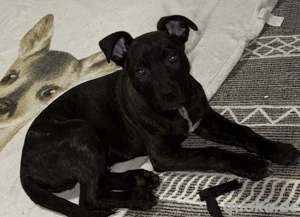 Deutscher Schäferhund (American Bully XL )