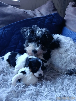 Biewer Yorkshire Terrier Welpen 