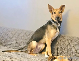 Mischlingsrüde Bruce sucht Zuhause