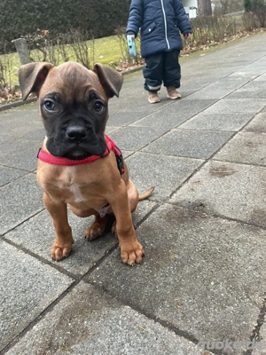   Boxer welpen
