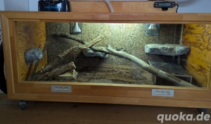 0.1 het Piebald DNZ 2014, inkl. Terrarium und Zubehör Bild 3