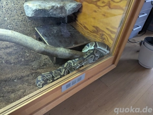 0.1 het Piebald DNZ 2014, inkl. Terrarium und Zubehör Bild 2