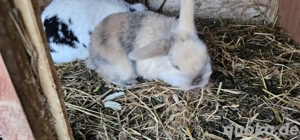 Zwergwidder Bock 12 Wochen