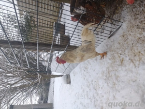 Blumenhuhn Hahn abzugeben