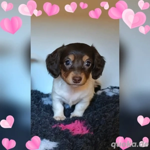 amerikanische Zwergdackel Welpen Dackel