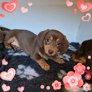 amerikanische Zwergdackel Welpen Dackel