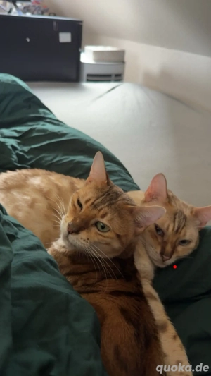 Bengal katzen 