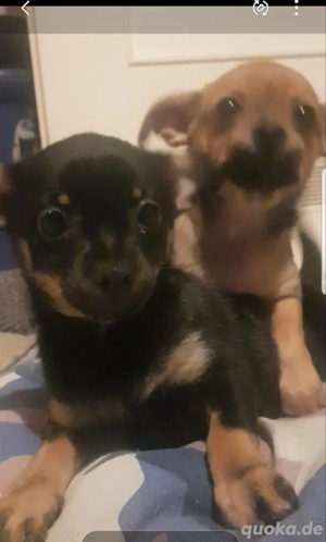 russisch Toy Terrier Chihuahua Welpen suchen ein Zuhause für immer