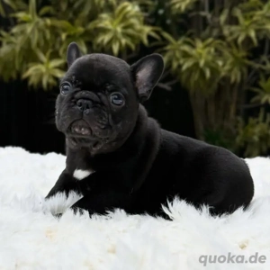 Wunderschöne französische Bulldoggenwelpen suchen ein neues Zuhause 