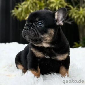Wunderschöne französische Bulldoggenwelpen suchen ein neues Zuhause 