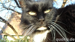 Suche nach dem endgültigen Verlust Meines Katers vielleicht wieder einen Begleiter.
