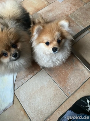 Pomeranien Spitz Boo Bild 5