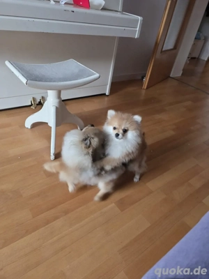Pomeranien Spitz Boo Bild 2