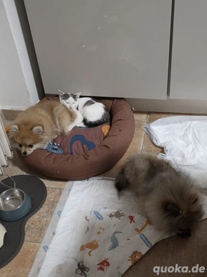 Pomeranien Spitz Boo Bild 4