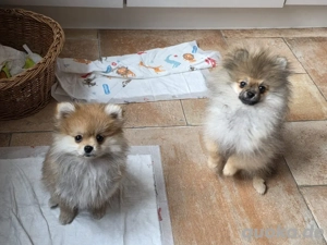 Pomeranien Spitz Boo Bild 3