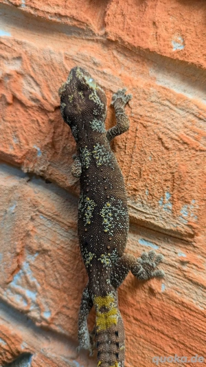 Australischer Stachelschwanzgecko Jungtiere (Strophurus ciliaris) Bild 5