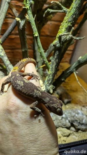 Australischer Stachelschwanzgecko Jungtiere (Strophurus ciliaris) Bild 2