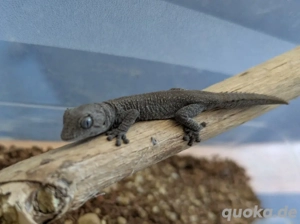 Australischer Stachelschwanzgecko Jungtiere (Strophurus ciliaris) Bild 4