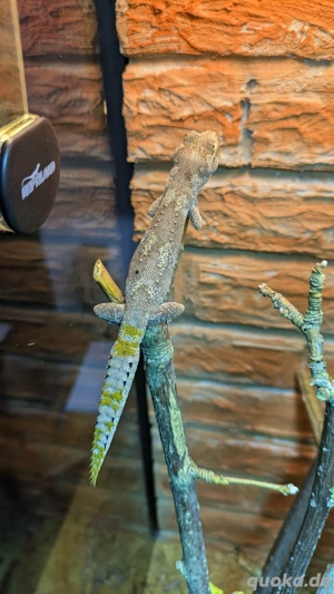 Australischer Stachelschwanzgecko Jungtiere (Strophurus ciliaris) Bild 3
