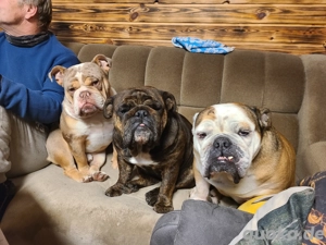 New English Bulldog Rüde Schoko Merle Tri Color  Bild 2