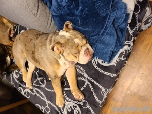New English Bulldog Rüde Schoko Merle Tri Color  Bild 3