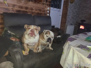 New English Bulldog Rüde Schoko Merle Tri Color  Bild 5