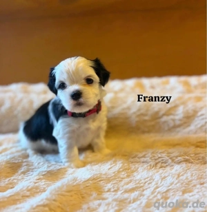 Malteser   Cavalier-King-Charles Mischlingswelpen