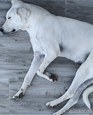 Zuhause oder Pflegestelle gesucht für Sonia  Bild 2