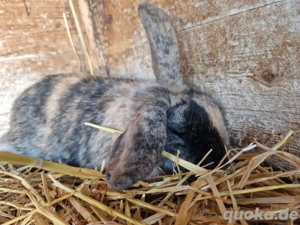 Zwergwidder Böcke Bild 2