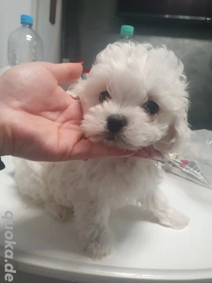 Malteser Welpen 