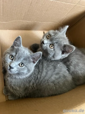 Bkh Britisch Kurzhaar