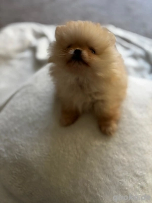 Pomeranian spitz 