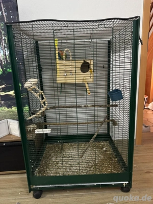 2 wunderschöne afrikanische mini papageien  Bild 5