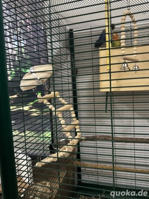 2 wunderschöne afrikanische mini papageien 