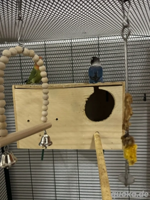 2 wunderschöne afrikanische mini papageien  Bild 3