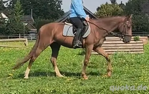 Biete Pflegebeteiligung an Kinderponys Bild 3