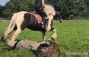 Biete Pflegebeteiligung an Kinderponys Bild 4