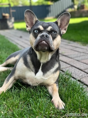 wunderschöne hündin 