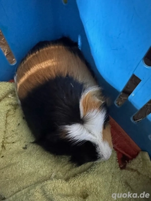 Meerschweinchen Mädel sucht 