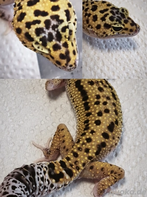 Leopardgecko Hyper Xanthic Ghost eclipse het TA 