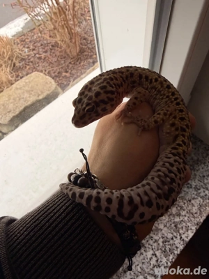 Leopardgecko Super Giant ! 