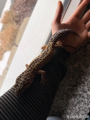 leopardgecko Super Giant Wild Typ 