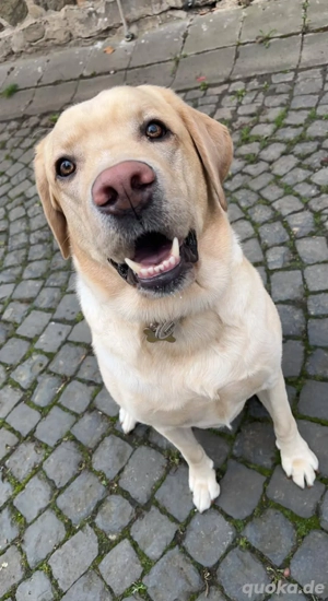 Labrador Retriever Rüde 