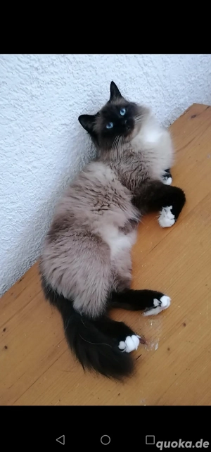 Heilige Birma Deckkater