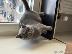 Reinrassige BKH grau 